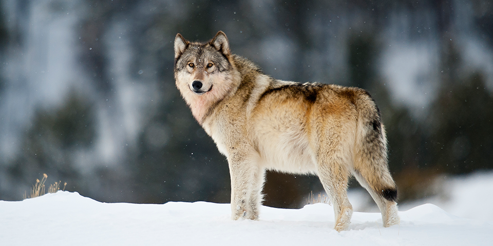 wolf